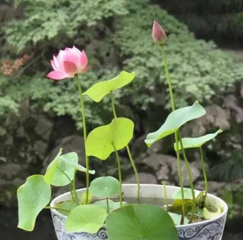 碗莲开花时间及其特点（探秘碗莲开花的奥秘与技巧）
