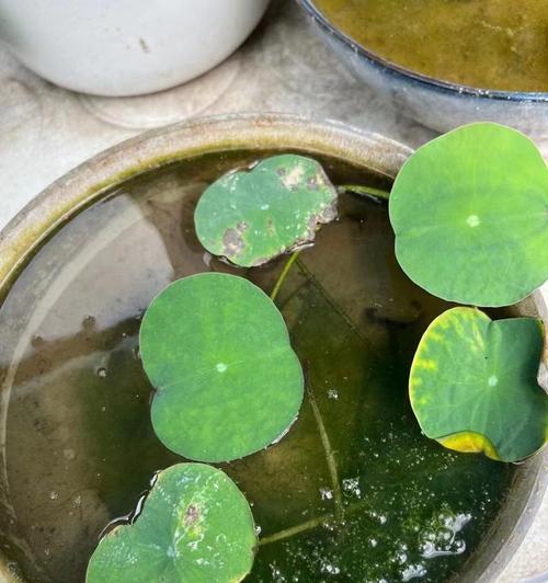 碗莲开花时间及其特点（探秘碗莲开花的奥秘与技巧）