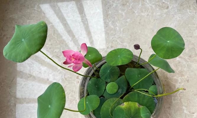 碗莲开花时间及其特点（探秘碗莲开花的奥秘与技巧）