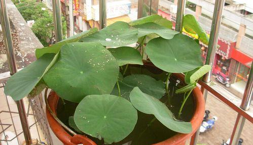 如何正确施肥养护碗莲（肥料选择）