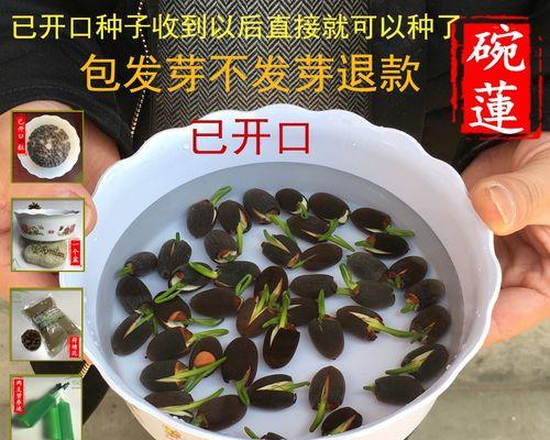 如何正确施肥养护碗莲（肥料选择）