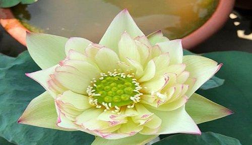 碗莲花期详解（探究碗莲花的开花时间与特征）