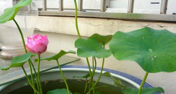 碗莲花期详解（探究碗莲花的开花时间与特征）