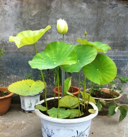 碗莲开花时间与注意事项（探秘碗莲的开花时间及美丽之处）
