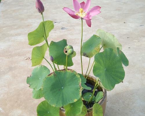 碗莲开花时间与注意事项（探秘碗莲的开花时间及美丽之处）