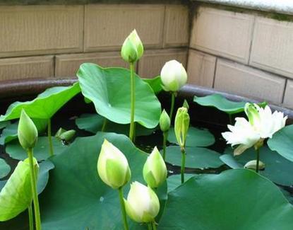 碗莲开花时间与注意事项（探秘碗莲的开花时间及美丽之处）