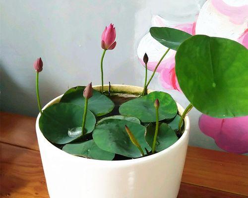 碗莲开花周期及生长习性（探寻碗莲的花期）