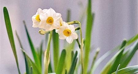 水仙花的美丽与象征意义（探寻水仙花语与代表意义）