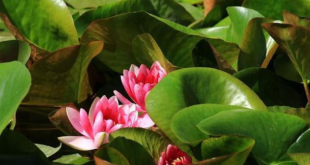 睡莲（一场关于生命与希望的花海漫游）