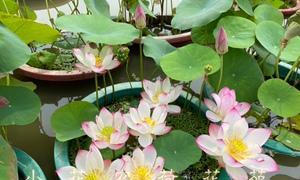 碗莲开花的生长与美丽（探索碗莲开花的奥秘）