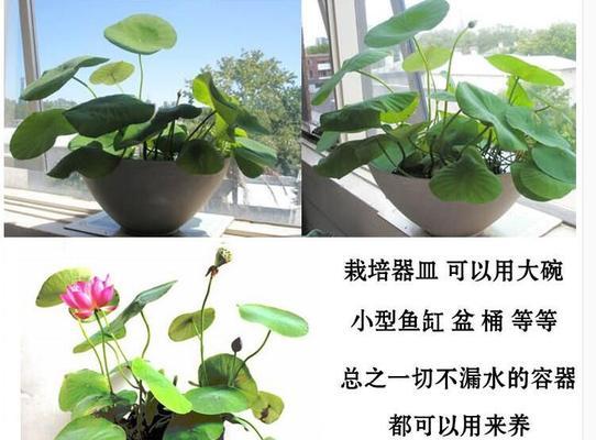 碗莲养生功效解析（放卧室有何益处）