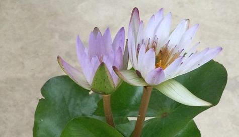 睡莲的花开是一种什么寓意（探究睡莲开花背后的象征意义）