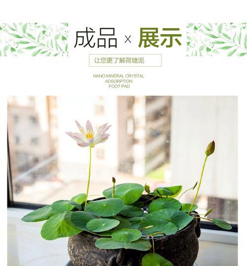 碗莲水培方法及要点（轻松掌握碗莲水培）
