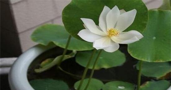 碗莲水培方法及要点（轻松掌握碗莲水培）