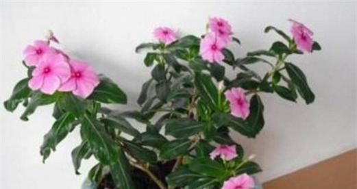 四季梅（四季梅的花语和象征意义）