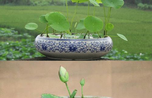 碗莲耐寒度分析（了解碗莲耐寒）