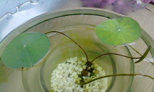 碗莲种植的土壤选择与配方（了解碗莲喜好）