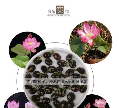 碗莲种植的土壤选择与配方（了解碗莲喜好）