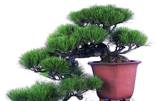 十二生肖与松柏的神奇联系（探索松柏在十二生肖中的象征意义）