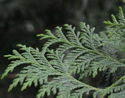 松柏（坚韧不拔）