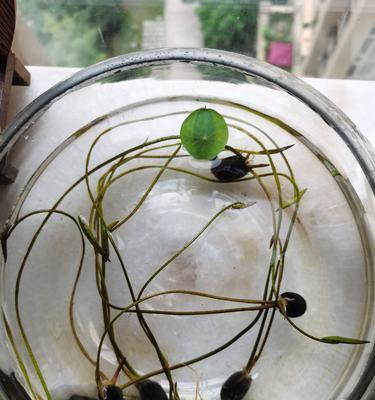 碗莲生长的最适温度（探究碗莲生长的温度需求）