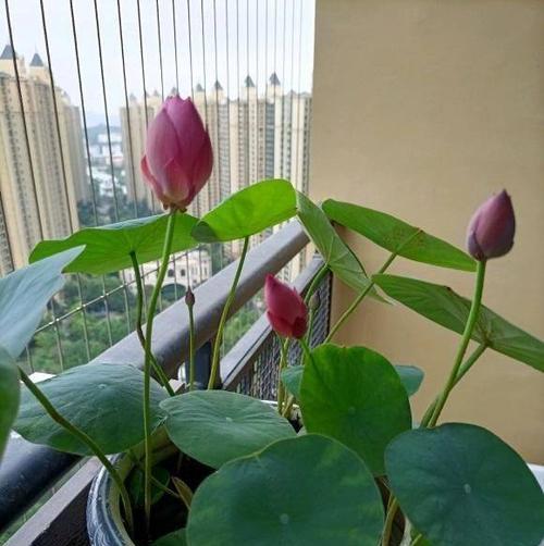 碗莲生长的最适温度（探究碗莲生长的温度需求）