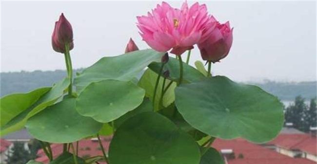 碗莲生长的最适温度（探究碗莲生长的温度需求）