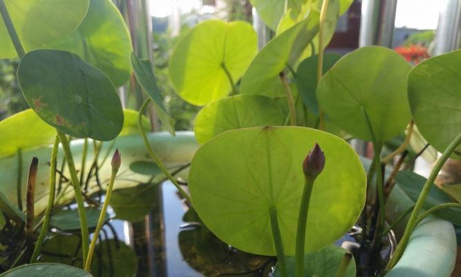如何施肥让碗莲生长更旺盛（探索碗莲最适合的肥料类型和施肥时间）