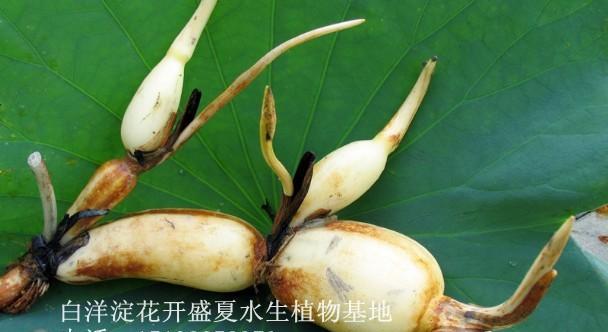 如何选择适合的播种时间（碗莲的生长和播种）