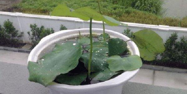 如何选择适合的播种时间（碗莲的生长和播种）