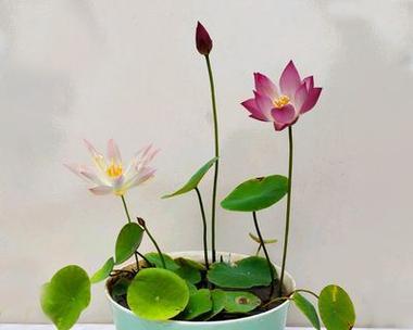 如何分株种植碗莲（碗莲分株技巧详解）