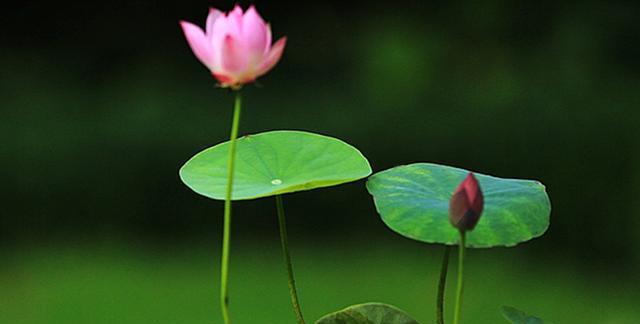 碗莲的开花季节及生长特点（一年四季）