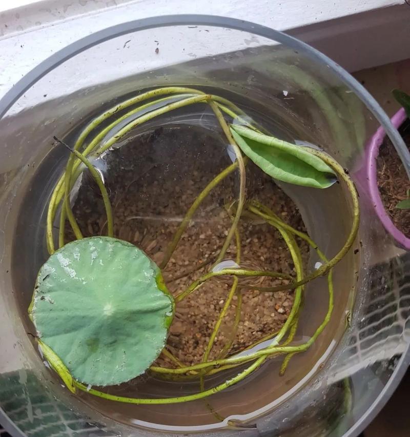 碗莲的种植时间及注意事项（揭秘碗莲种植的最佳时间和生长技巧）
