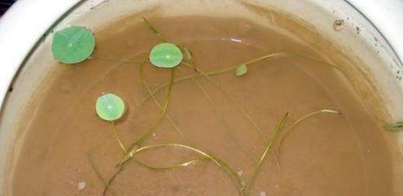 碗莲过密，如何调理（教你有效解决碗莲过密的问题）