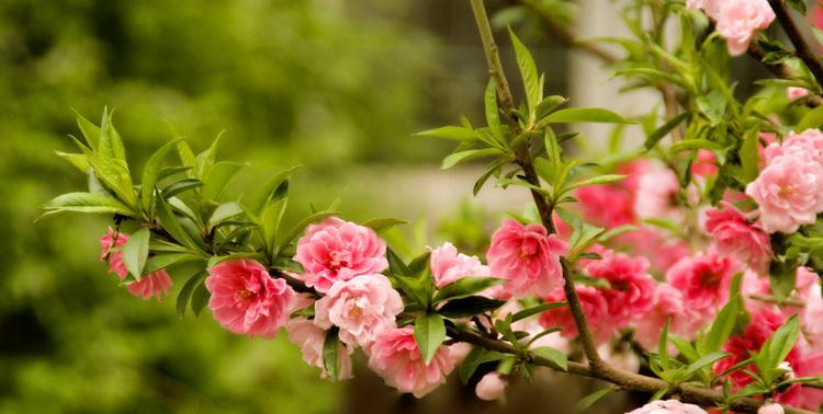 桃花之恋（桃花花语的含义及文化传承）