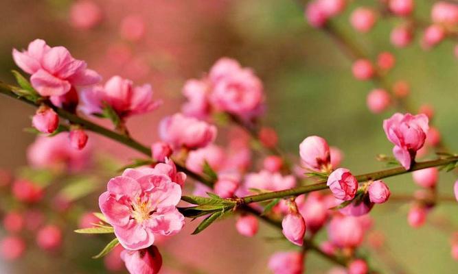 桃花之恋（桃花花语的含义及文化传承）