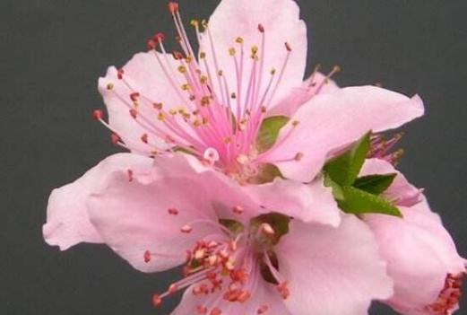 桃花花语与寓意（桃花花语传递的爱情）