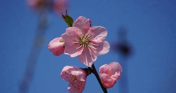 桃花花语与寓意（桃花花语传递的爱情）