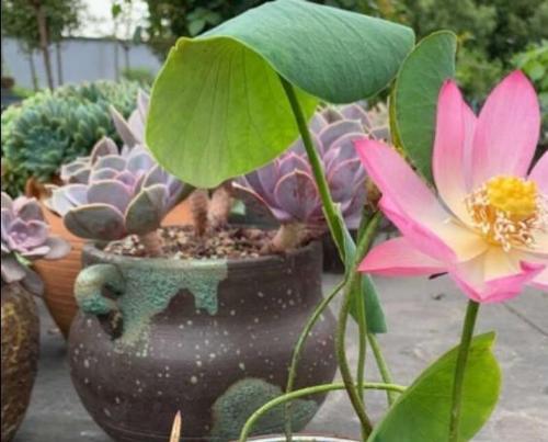 为什么碗莲不开花（探究碗莲不开花的原因和解决方法）