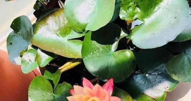 为什么碗莲不开花（探究碗莲不开花的原因和解决方法）
