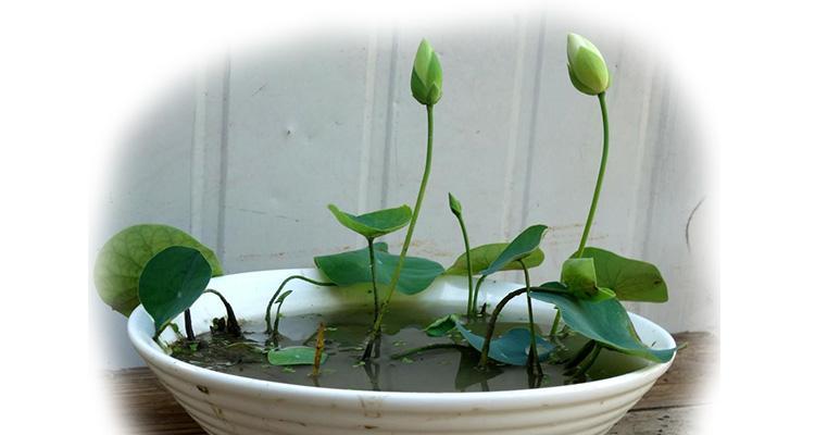 碗莲喜欢阳光的原因（探究碗莲对阳光的需求及其生长特点）
