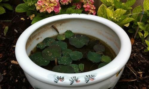 碗莲喜欢阳光的原因（探究碗莲对阳光的需求及其生长特点）