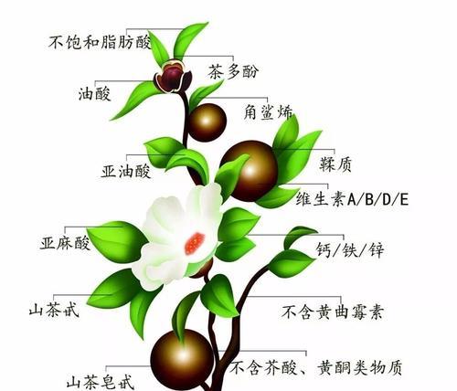 如何防止碗莲叶子发蔫（原因分析与补救措施详解）