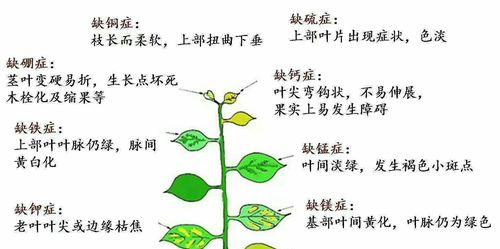 如何防止碗莲叶子发蔫（原因分析与补救措施详解）