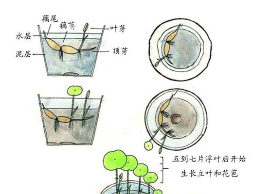 碗莲叶子枯萎的原因及补救方法（探究碗莲叶子枯萎的原因及有效解决方法）