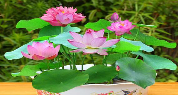碗莲花语与寓意（探寻碗莲的神秘花语和深刻寓意）