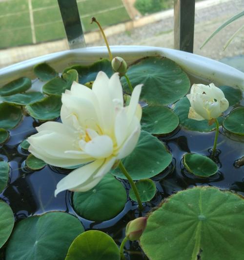 碗莲花语与寓意（探寻碗莲的神秘花语和深刻寓意）