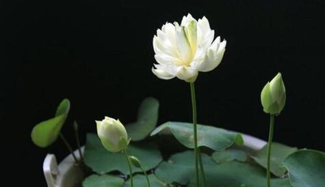 碗莲花语与寓意（探寻碗莲的神秘花语和深刻寓意）