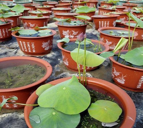 品味碗莲——种植、养护与欣赏（从选购到细节）