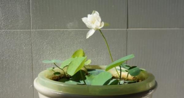 如何选择适合种植碗莲的盆（碗莲盆的种类与材质）